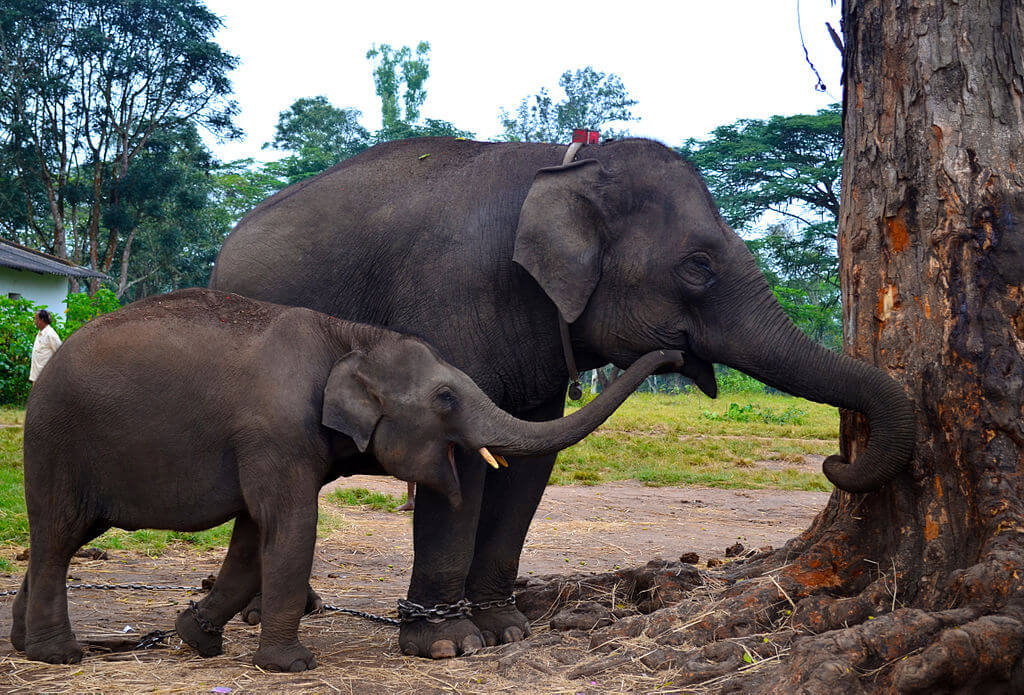 Baby_elephant_Dubare_Elephant_Camp_Coorg_Karnataka