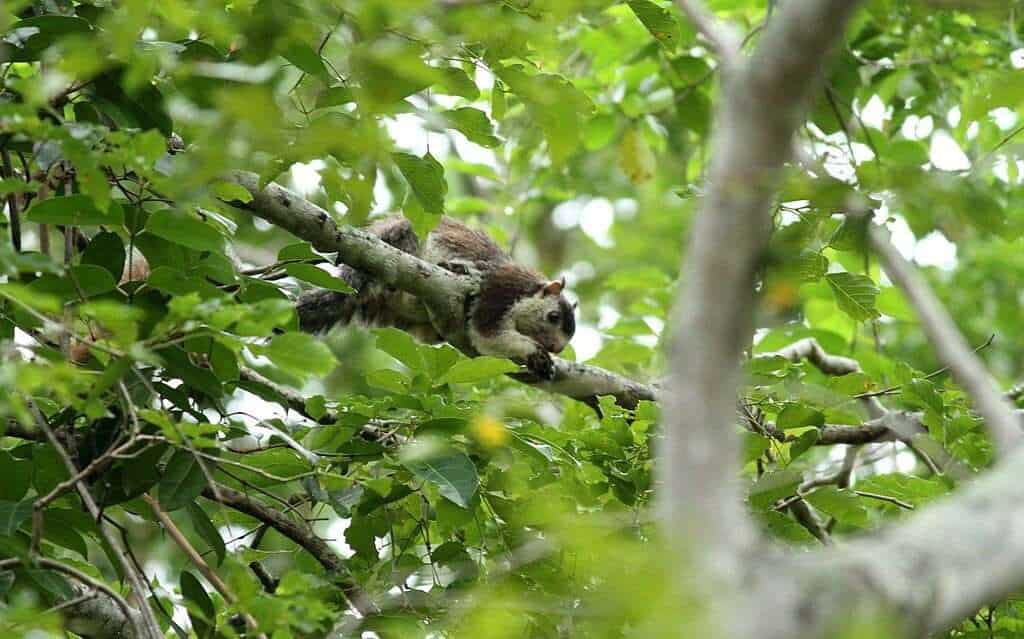 Chinnar_Wildlife_Sanctuary