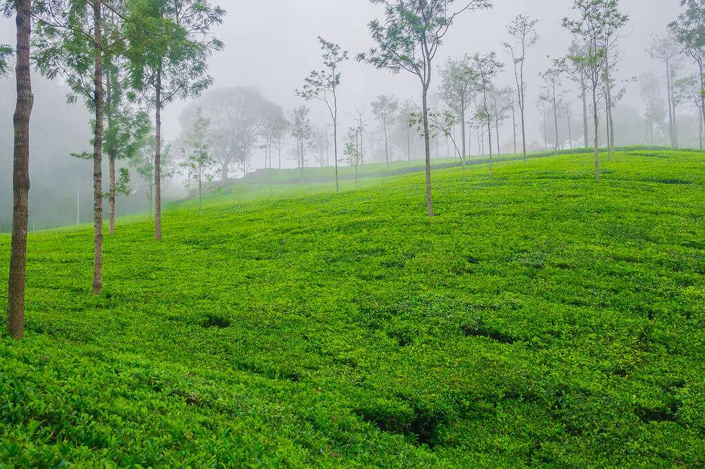 Coonoor_Hill_Station_near_Ooty