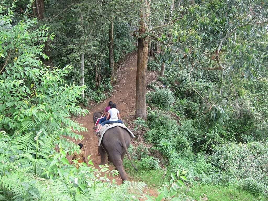 Elephant_Safari-Munnar