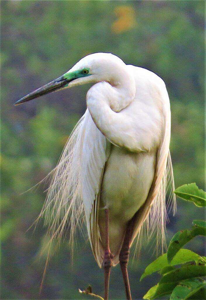 Female_egret Kumarakom Bird Sanctuary