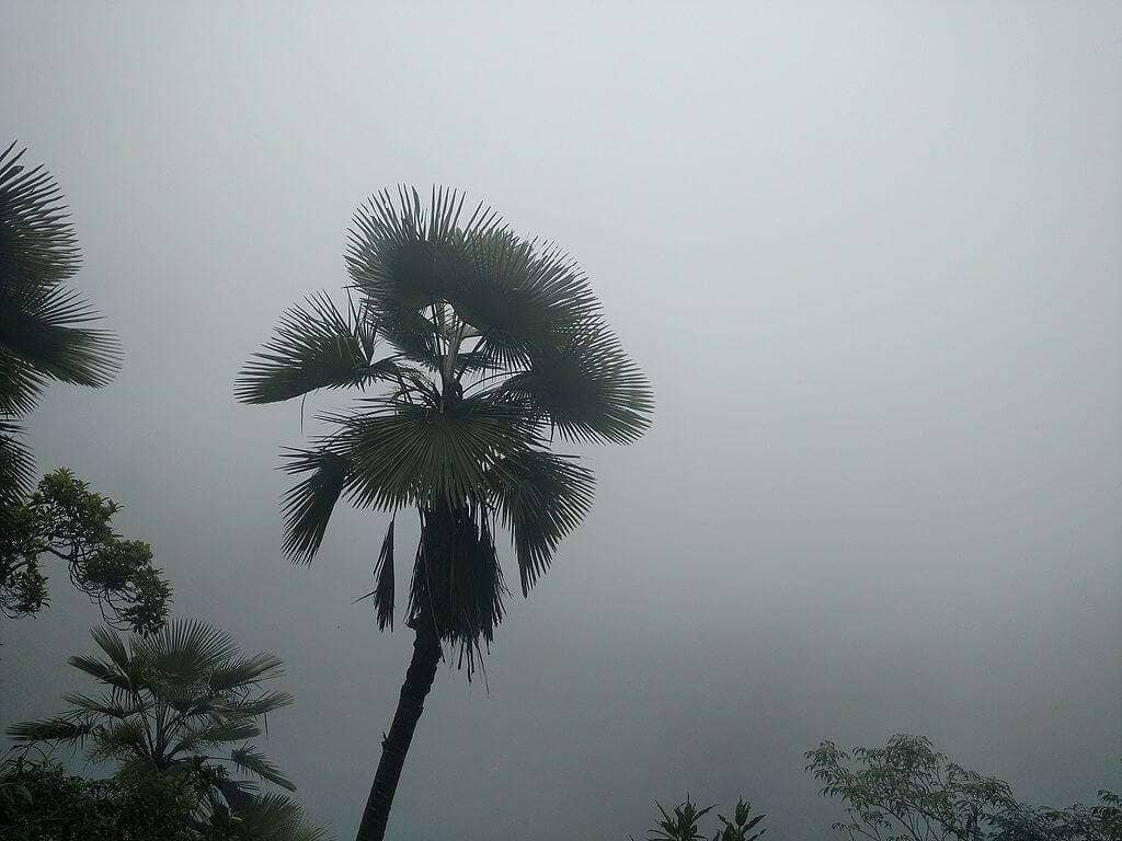 Arwah cave Flora in the Fog