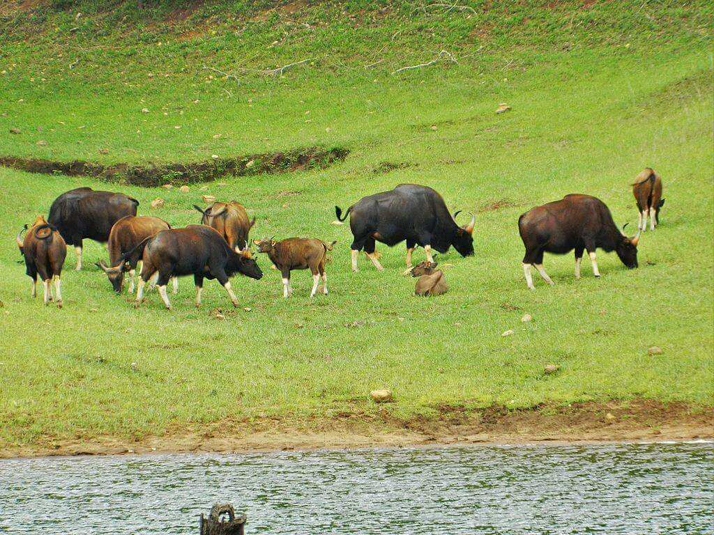 Gaur_(Indian_Bison)_at_Periyar_National_Park_&_Wildlife_Sanctuary