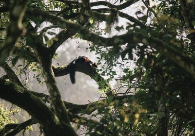 Giant-Squirrel-Pampadum-Shola-National-Park