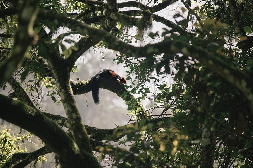 Giant-Squirrel-Pampadum-Shola-National-Park