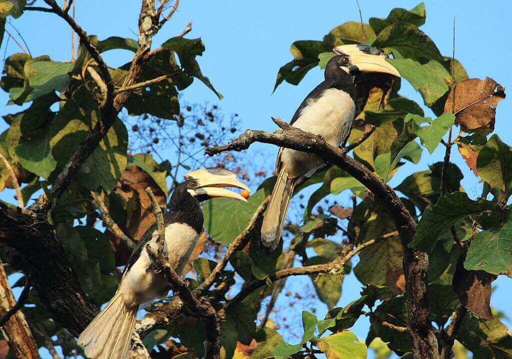 Hornbill_at_Dandeli_Wildlife_sanctuary