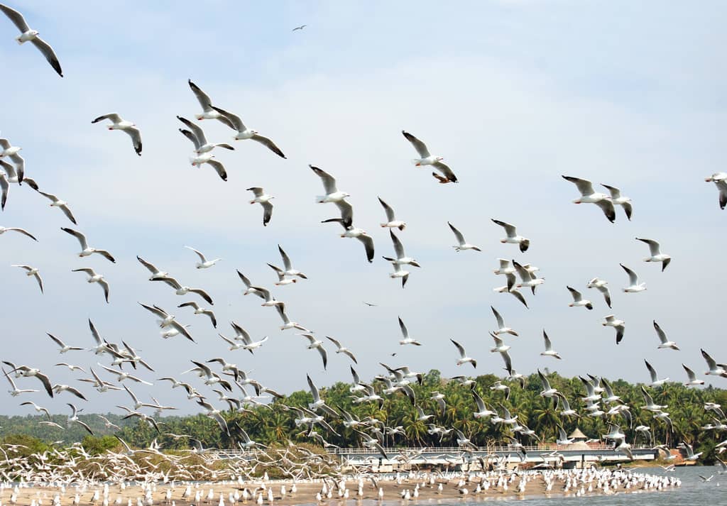 Kadalundi Birdn Sanctuary