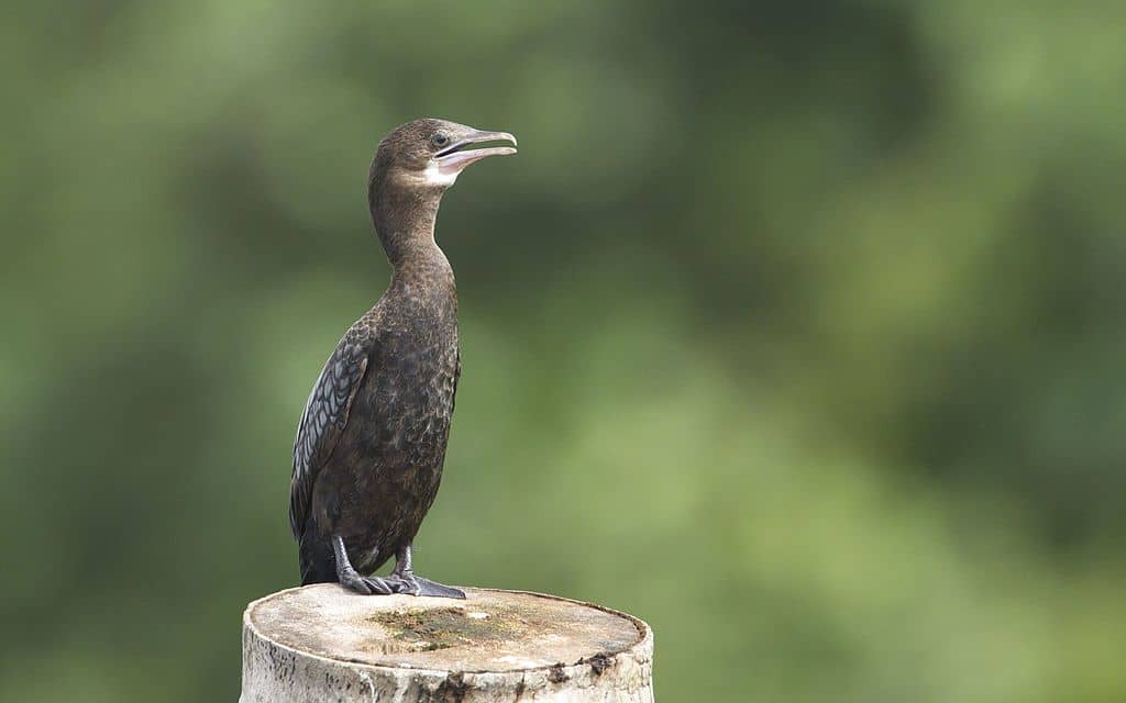 Little_Cormorant_at_Pathiramanal