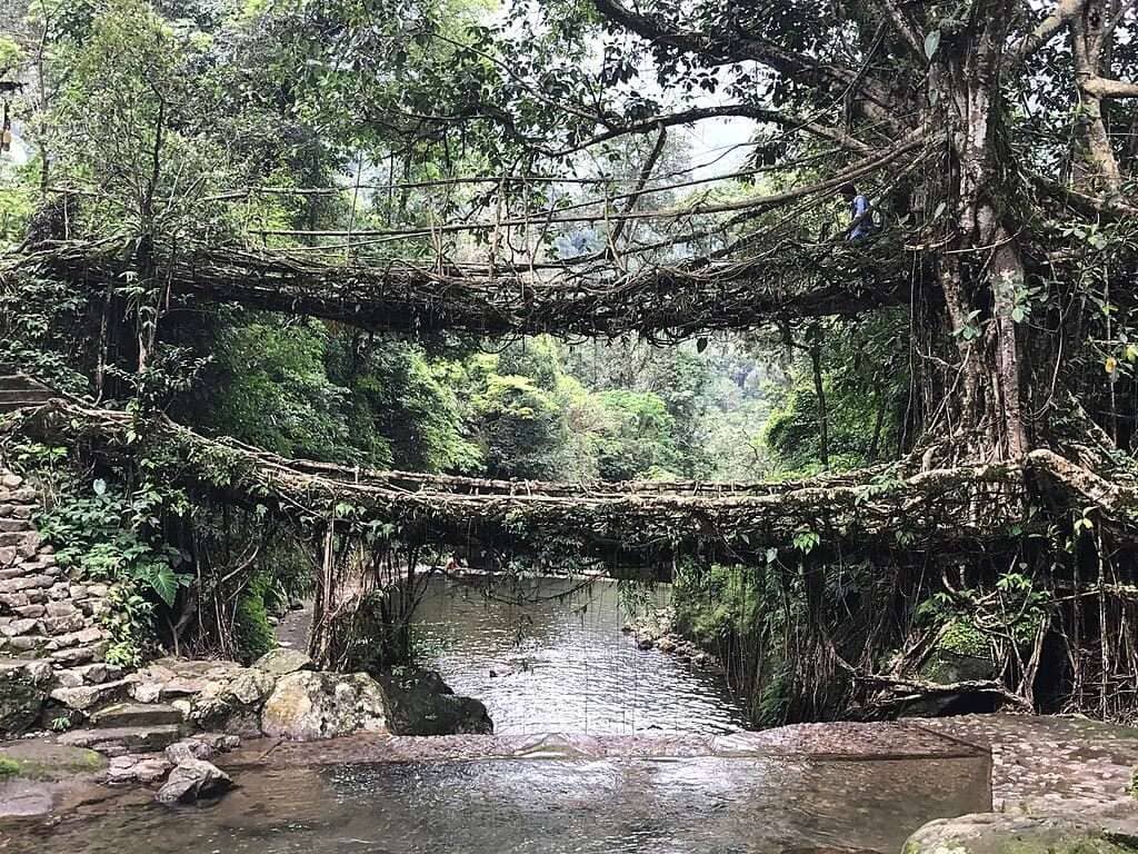 Living Root Bridge