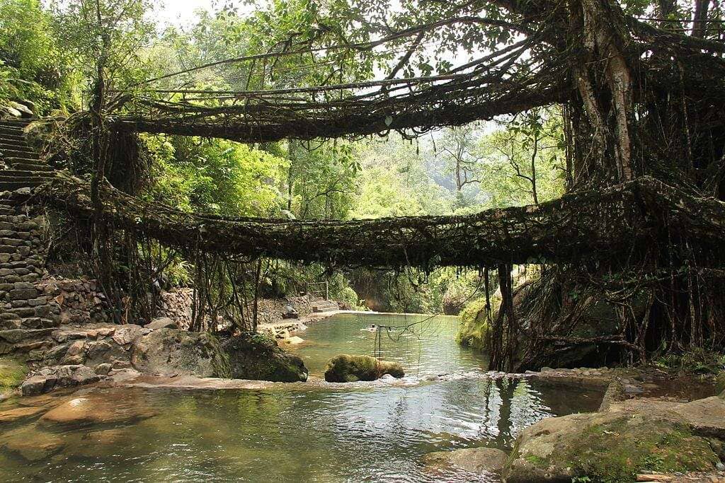 Living_root_bridges,_Nongriat_village,_Meghalaya2