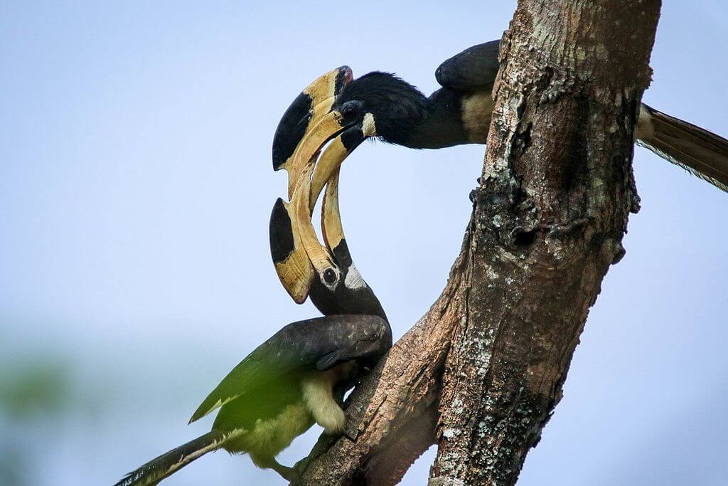 Malabar_Pied_Hornbill_Dandeli-Wildlife-Sanctuary