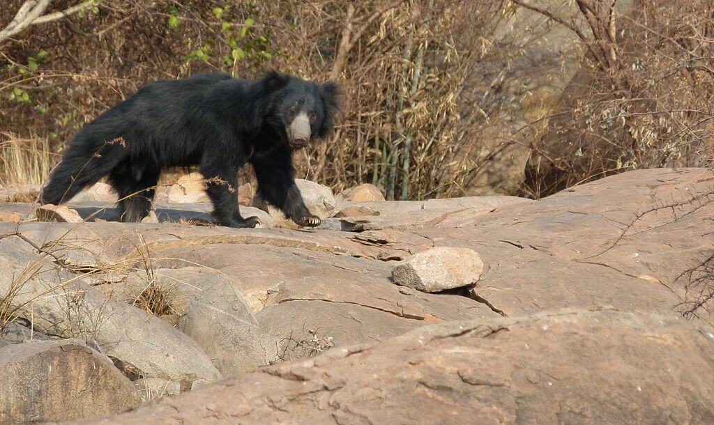 Melursus-Ursinu-Daroji_Sloth_Bear_Sanctuary