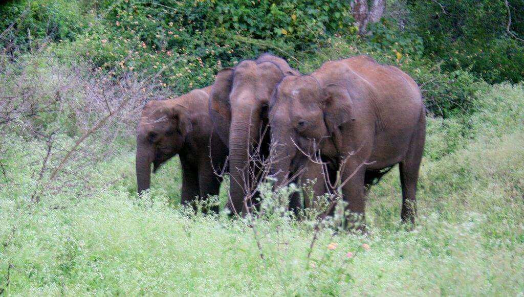 Mudumalai_National_Park_-_Elephant_Family_