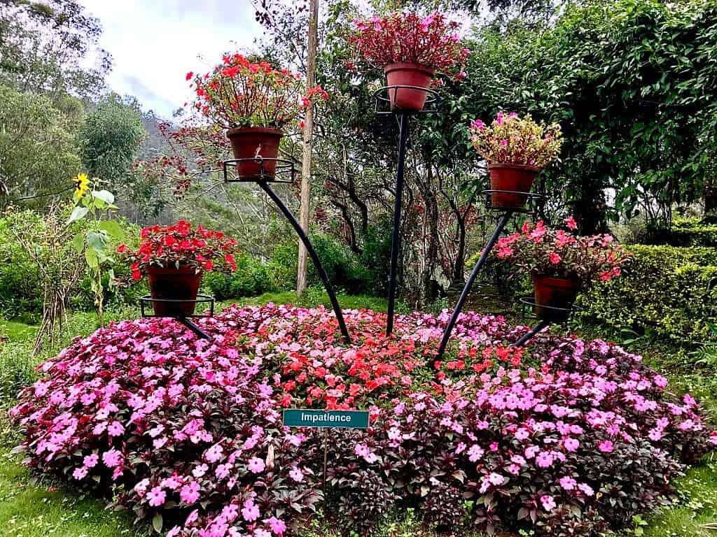 Munnar_Rose_Garden