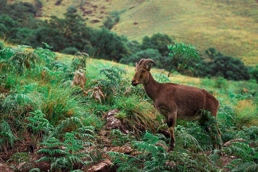 Nilgiri_Tahr_Eravikulam_National_Park