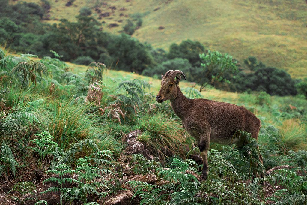 Nilgiri Tahr Eravikulam National Park Munnar