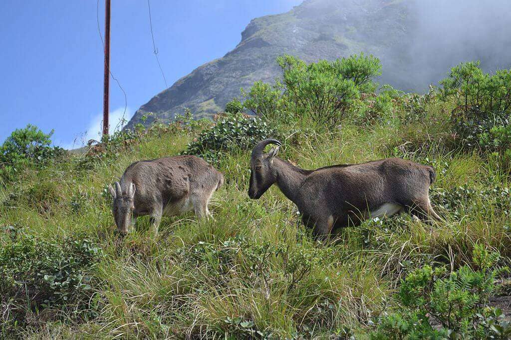 Nilgiri_tahr_in_munnar