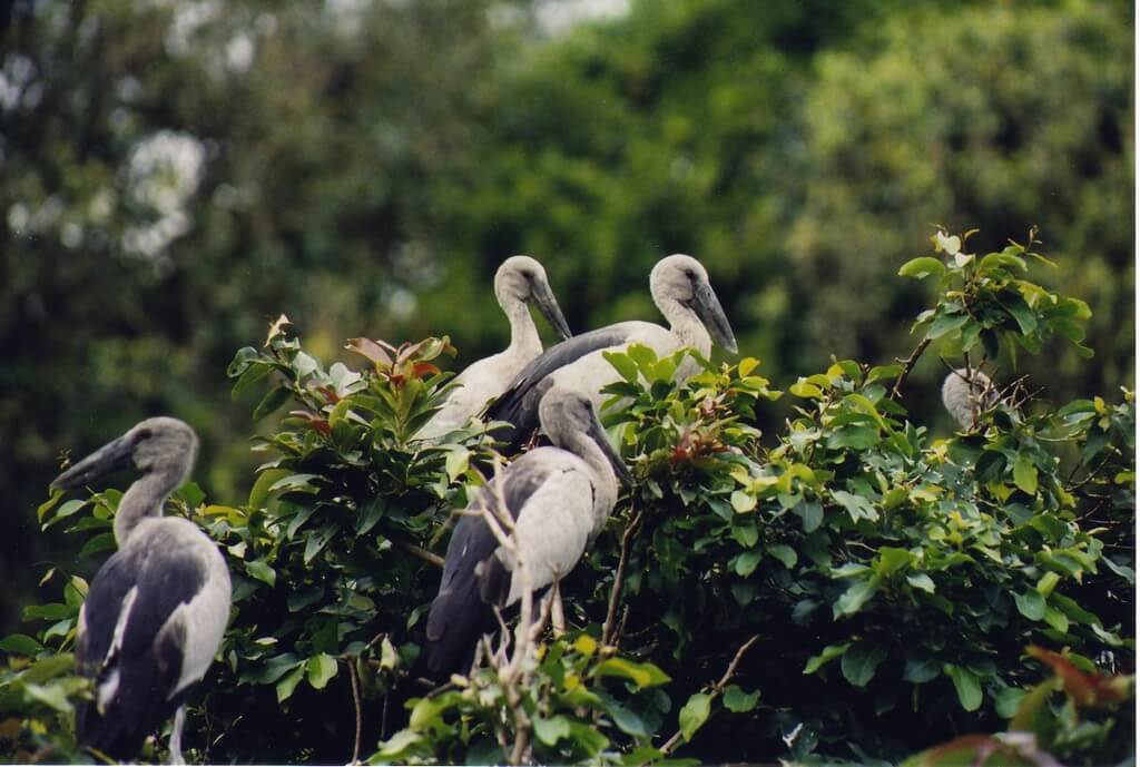 Open_billed_Stork_at_Ranganathittu_bird_sanctuary