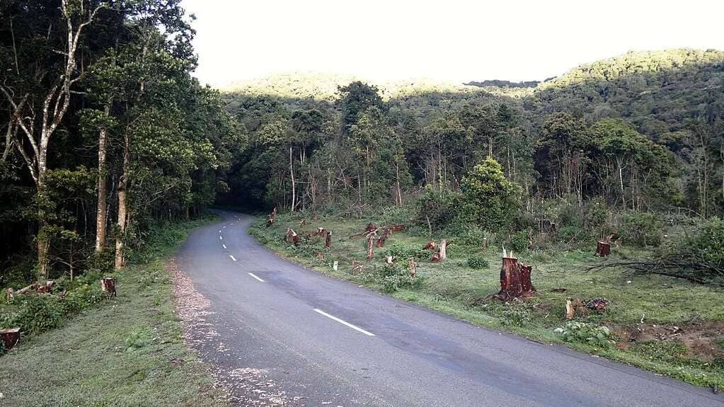 Pampadum_Shola_National_Park,_Munnar