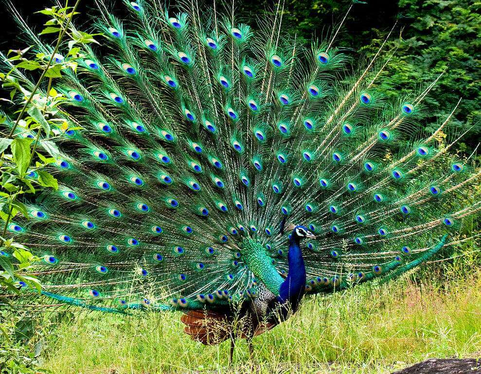 Parambikulam_Widlife_Sanctuary_Peacock__N_A_Nazeer