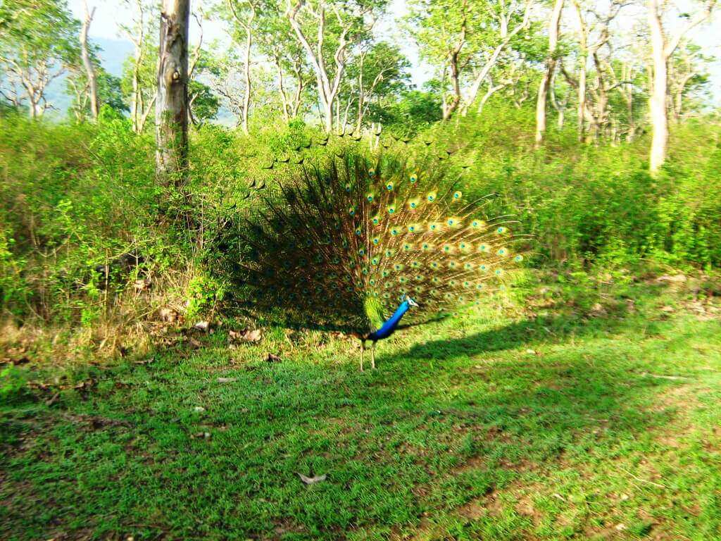 Peacock_at_Mudumalai