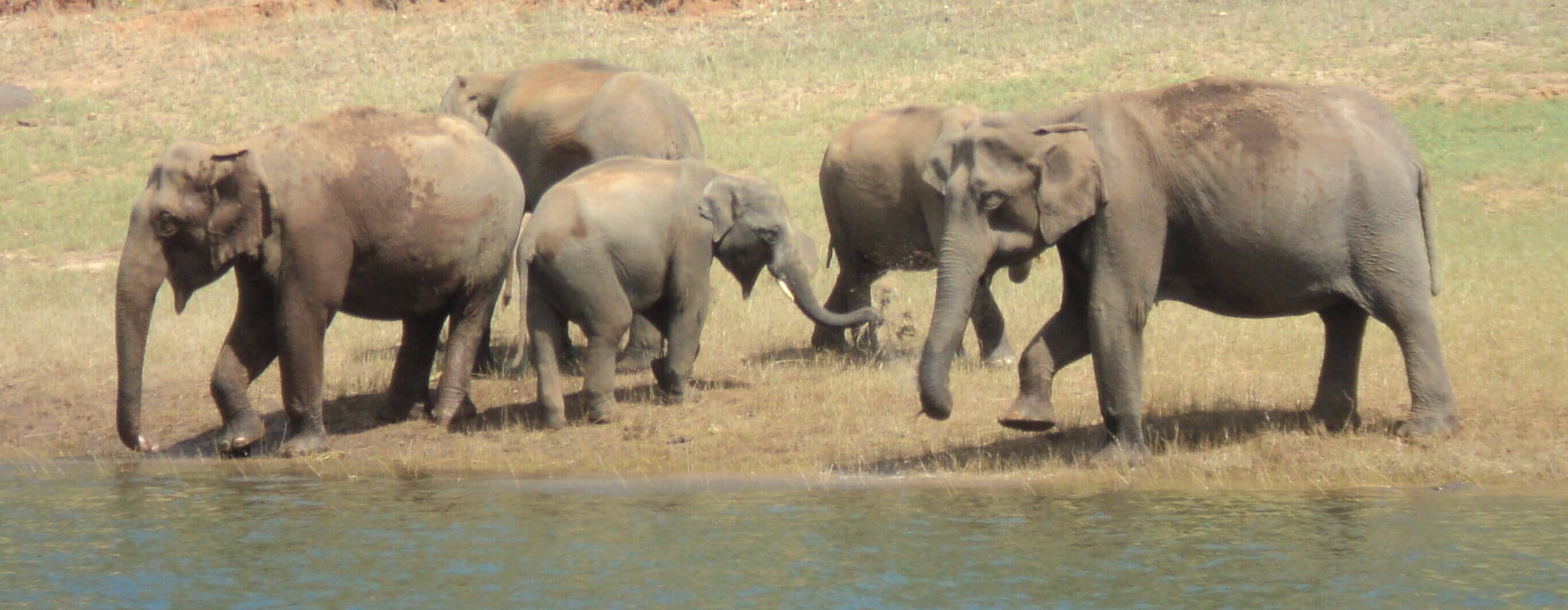 Elephant herd in Periyar National Park Thekkady