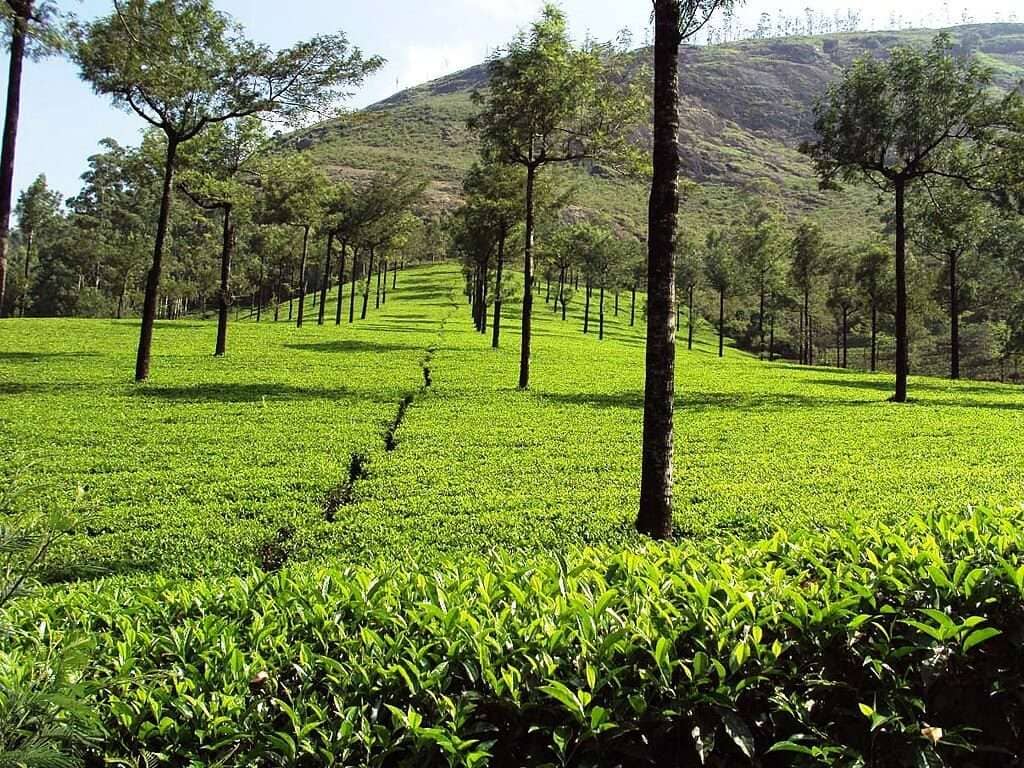 Photo_point_Munnar