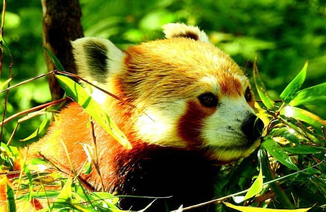 Red Panda at Singalila National Park