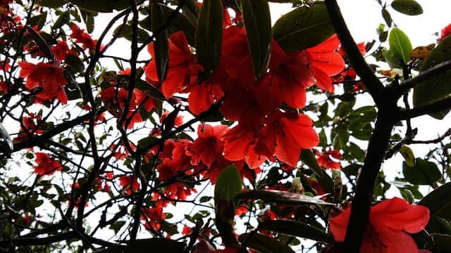 Rhododendron_arboreum_at_Singalila_National_Park