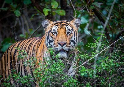 Royal_Bengal_Tiger_Bhadra_Tiger_Reserve