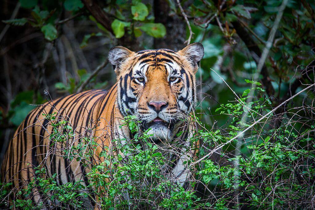 Royal_Bengal_Tiger_Bhadra_Tiger_Reserve