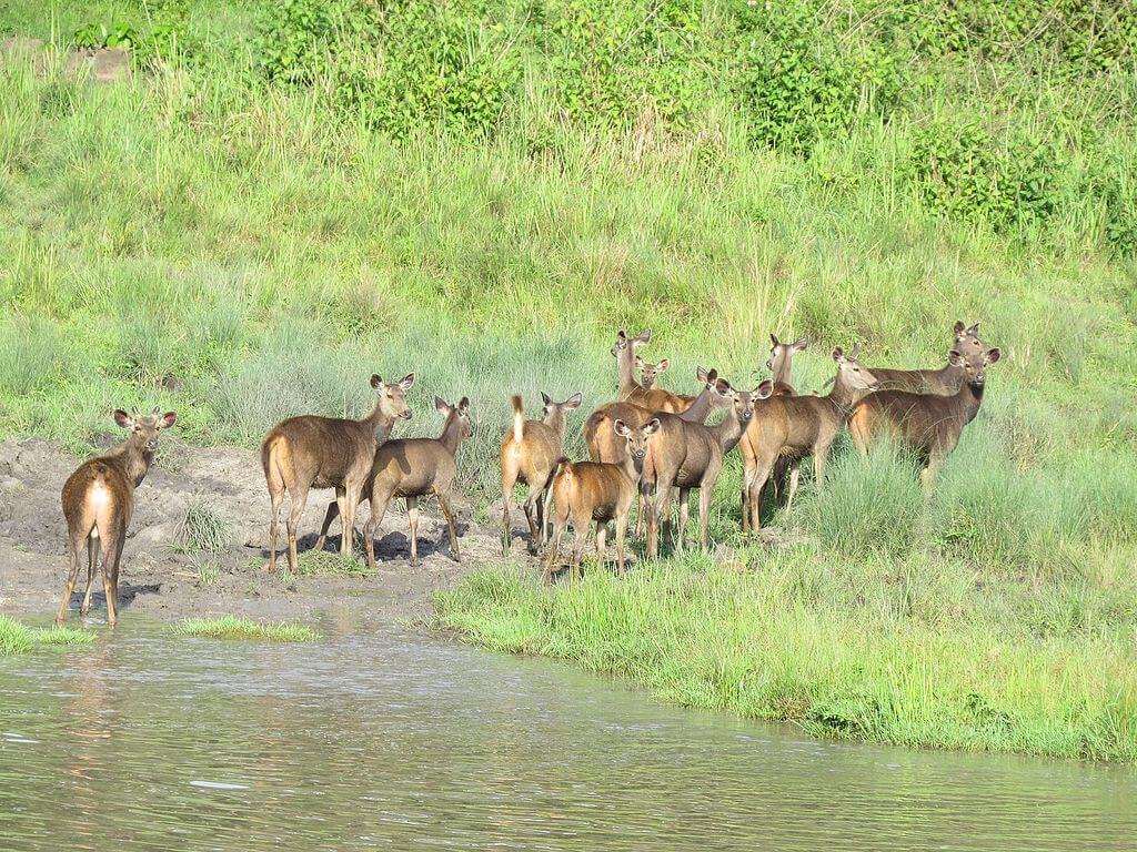 Sambar_herd_in_vayal_Muthanga_Range_Wayanan Sanctuary