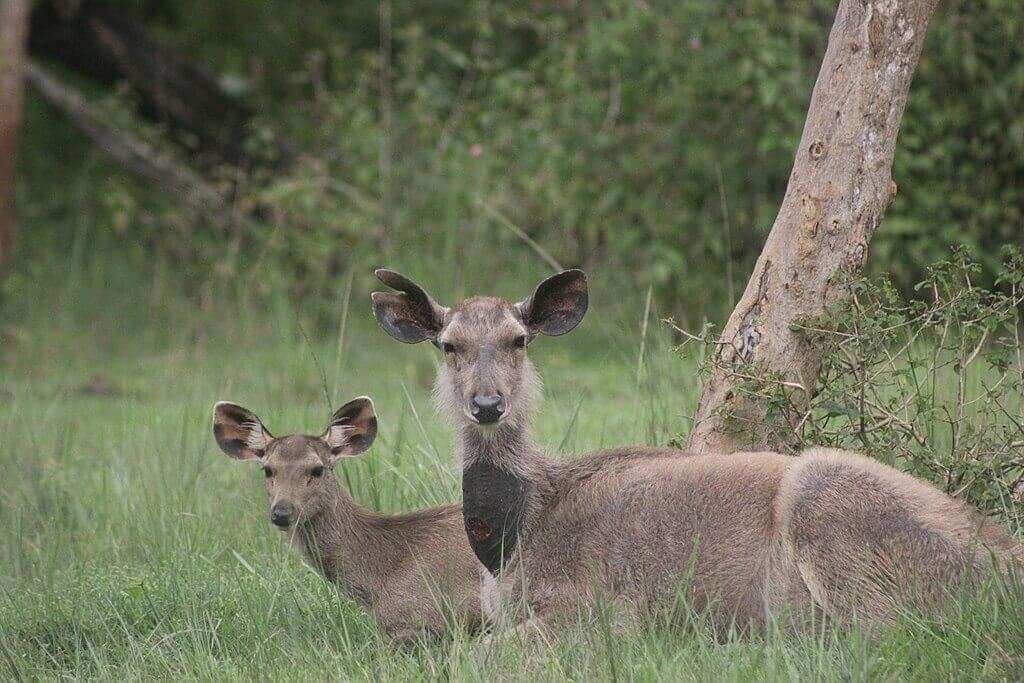 Sambar_pair_at_Bandipur_National_park