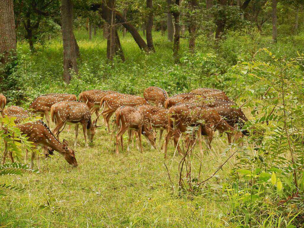 Spotted_Deer,_at_Nagarhole_National_PArk