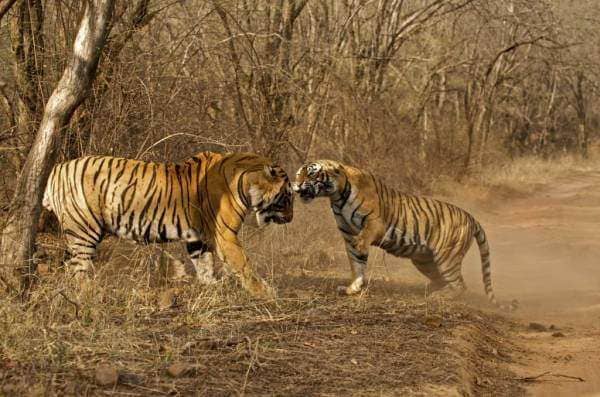 Tigers at Ranthambore National Park