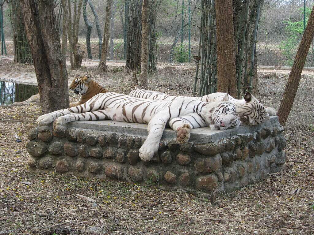 White_Tigers_at_Bannerghatta_National_Park