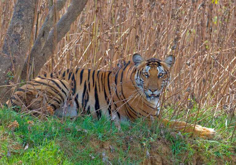 kabini-tiger-sighting-Nagarhole_National_Park