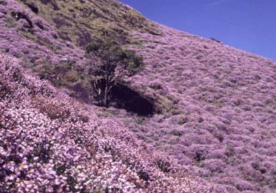 neelakurinji-online-ticket-booking