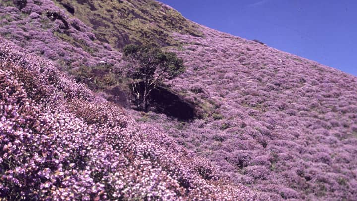 neelakurinji-online-ticket-booking