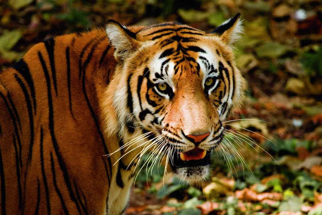 thiruvananthapuram zoo kerala